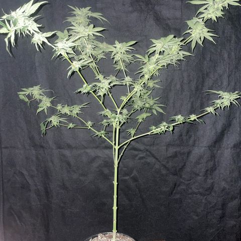SD Clone #2 growlog timeline photo