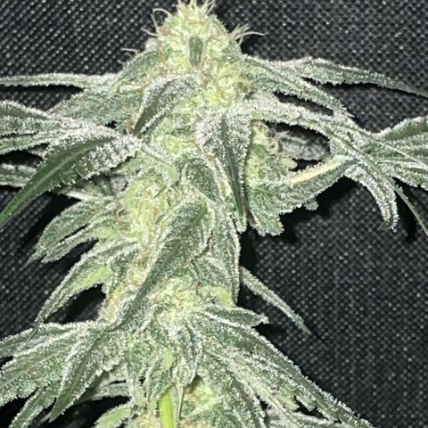 SD Clone #2 growlog timeline photo