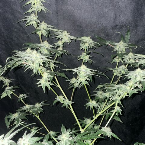 SD Clone #2 growlog timeline photo