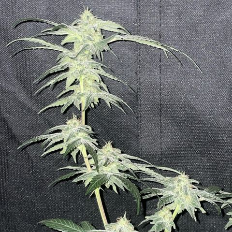 SD Clone #2 growlog timeline photo