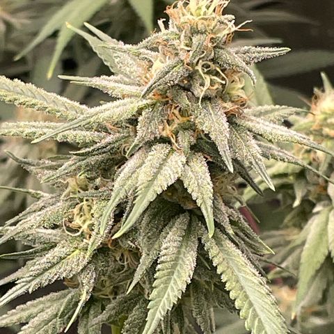 Sour Diesel #1 (Mother Plant) growlog timeline photo