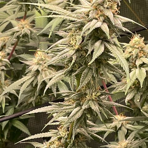 Sour Diesel #1 (Mother Plant) growlog timeline photo
