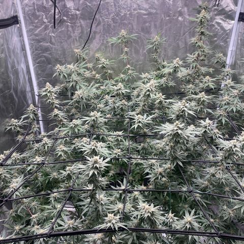 Sour Diesel #1 (Mother Plant) growlog timeline photo
