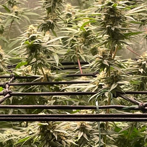 Sour Diesel #1 (Mother Plant) growlog timeline photo