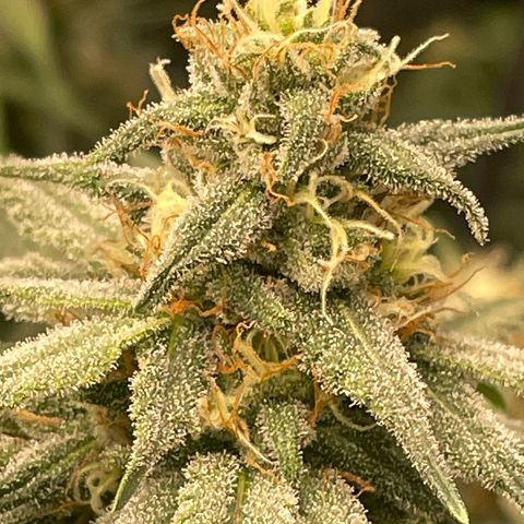 Sour Diesel #1 (Mother Plant) growlog timeline photo