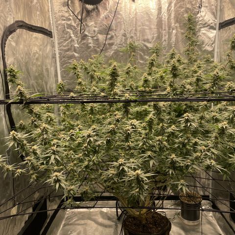 Sour Diesel #1 (Mother Plant) growlog timeline photo