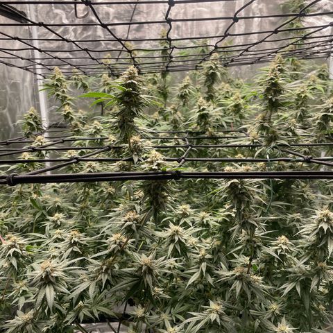 Sour Diesel #1 (Mother Plant) growlog timeline photo