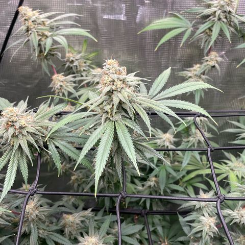 Sour Diesel #1 (Mother Plant) growlog timeline photo