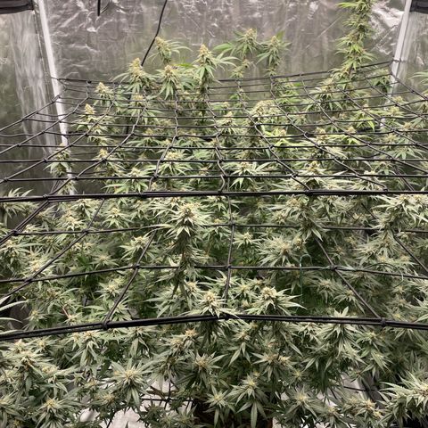 Sour Diesel #1 (Mother Plant) growlog timeline photo