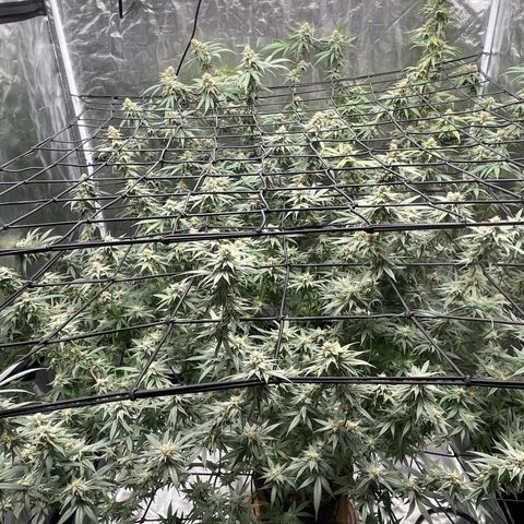 Sour Diesel #1 (Mother Plant) growlog timeline photo