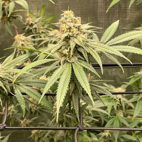 Sour Diesel #1 (Mother Plant) growlog timeline photo