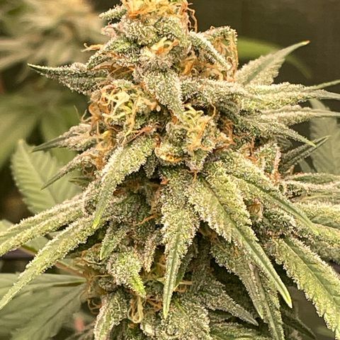 Sour Diesel #1 (Mother Plant) growlog timeline photo