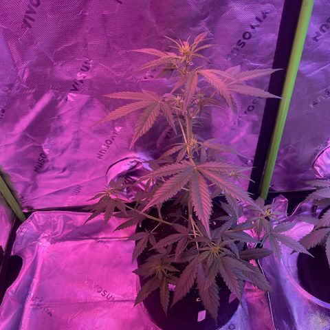 Gorilla Pie #3  growlog timeline photo