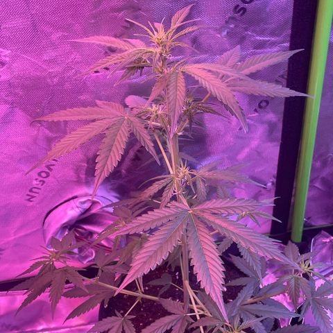 Gorilla Pie #3  growlog timeline photo