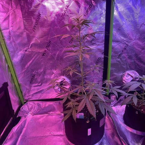 Gorilla Pie #3  growlog timeline photo