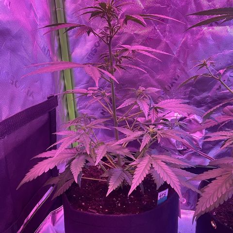 Gorilla Pie #2 growlog timeline photo