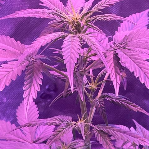Gorilla Pie #2 growlog timeline photo