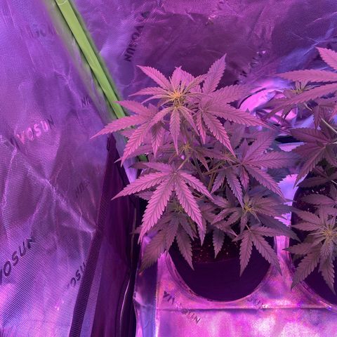 Gorilla Pie #2 growlog timeline photo