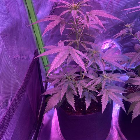 Gorilla Pie #2 growlog timeline photo