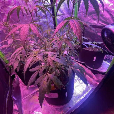 Pineapple Runtz #1 growlog timeline photo