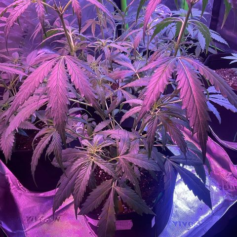 Pineapple Runtz #1 growlog timeline photo