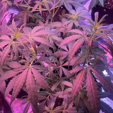 Pineapple Runtz #1 growlog timeline photo