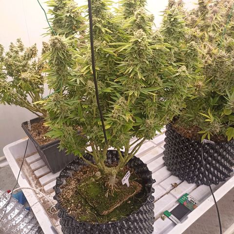 Amg77 #1 growlog photo: 56 flash