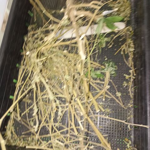 Amg77 #1 growlog timeline photo