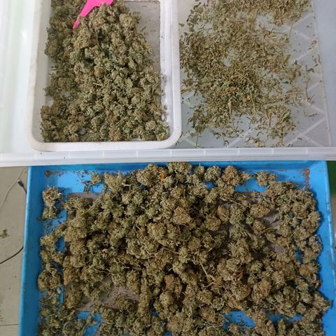 Amg77 #1 growlog timeline photo