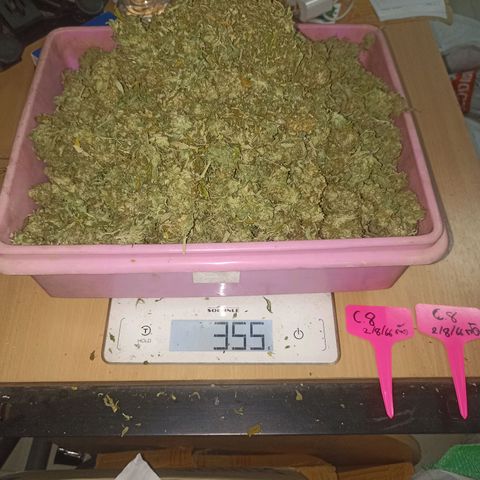 Amg77 #1 growlog timeline photo