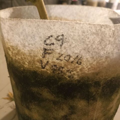 Amg77 #1 growlog photo: ตัดc9 