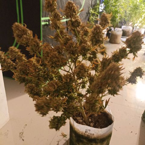 Amg77 #1 growlog photo: ตัดc9 