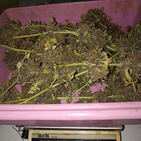Amg77 #1 growlog photo: ตาก12/9/66