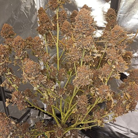 Amg77 #1 growlog photo: ตาก12/9/66