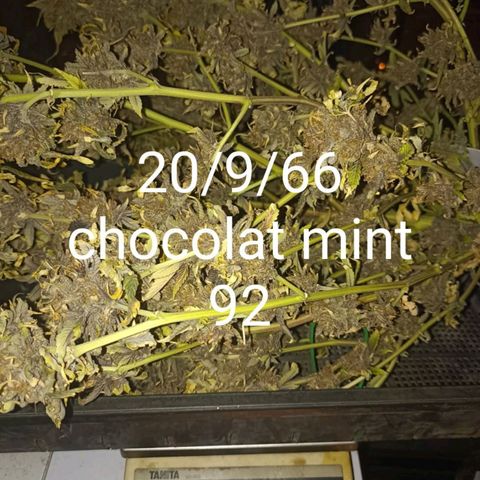 Amg77 #1 growlog photo: บ่ม30✓9/66