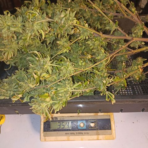Amg77 #1 growlog photo: บ่ม30✓9/66