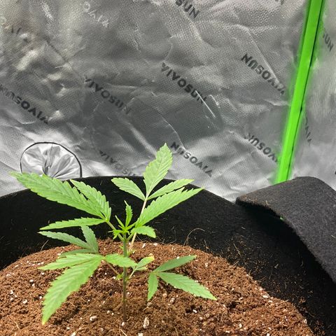Ire  growlog timeline photo
