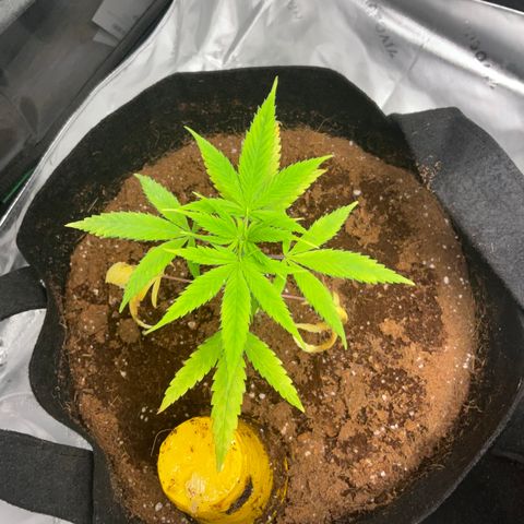 Queen Nanny  growlog timeline photo