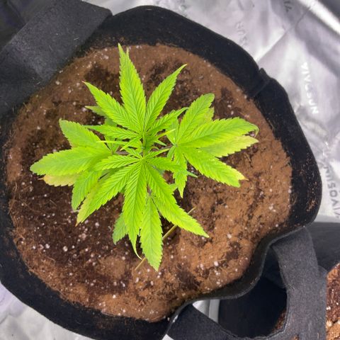 Queen Nanny  growlog timeline photo