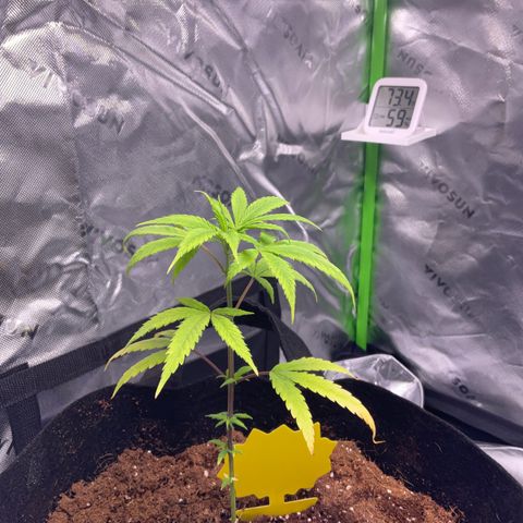 Queen Nanny  growlog timeline photo