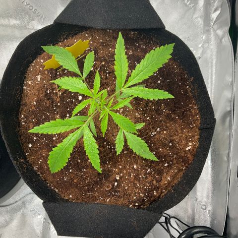 Ire  growlog timeline photo