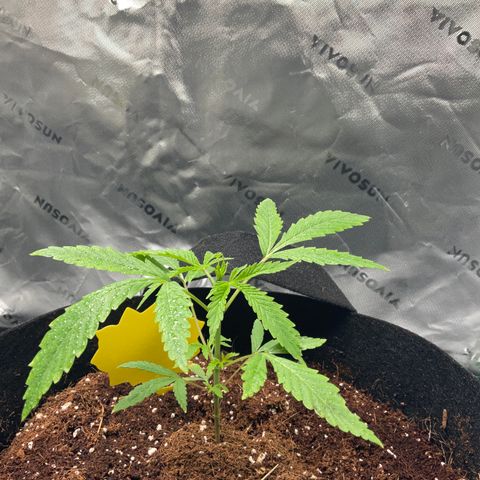 Ire  growlog timeline photo