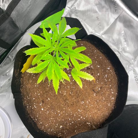 Queen Nanny  growlog timeline photo