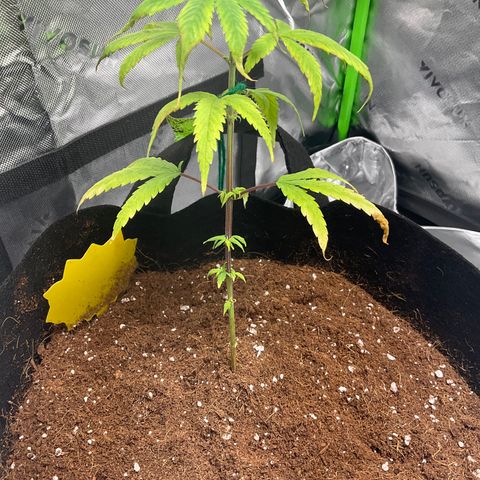 Queen Nanny  growlog timeline photo