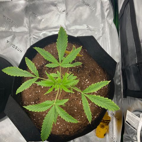 Ire  growlog timeline photo