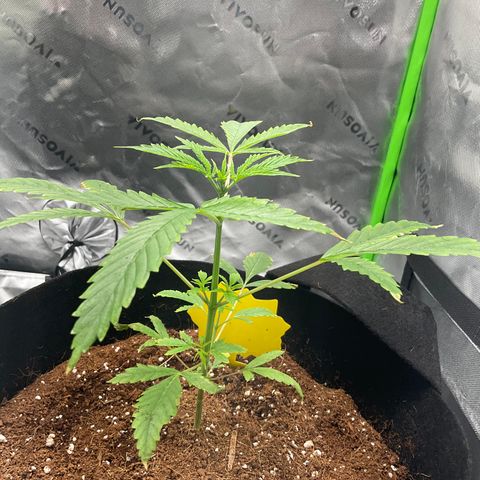 Ire  growlog timeline photo