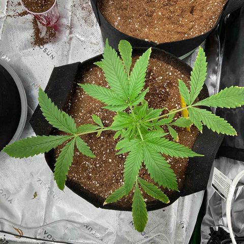 Ire  growlog timeline photo