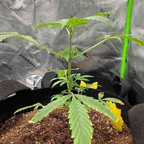 Ire  growlog timeline photo