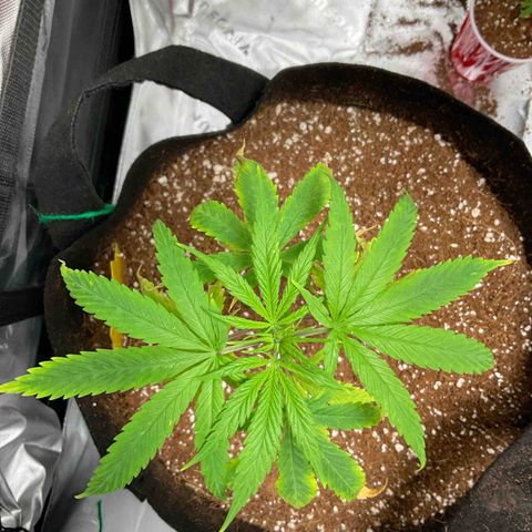 Queen Nanny  growlog timeline photo
