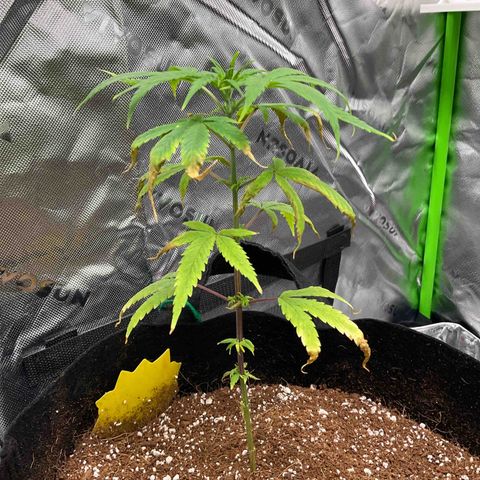 Queen Nanny  growlog timeline photo
